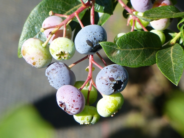 Heidelbeere Goldtraube Frucht